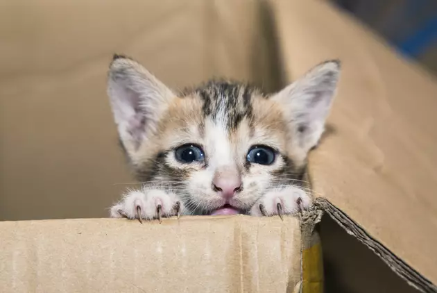 Why Do Cats Love Cardboard Boxes?