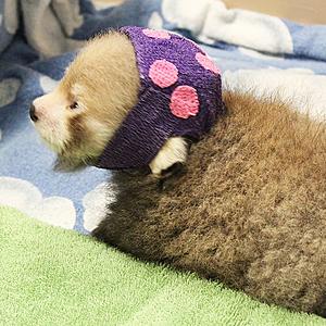 Red Panda Cub B Passes Away