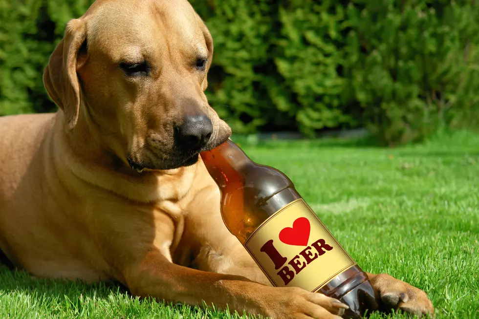 You Can Now Kick Back and Share a Beer…With Your Dog