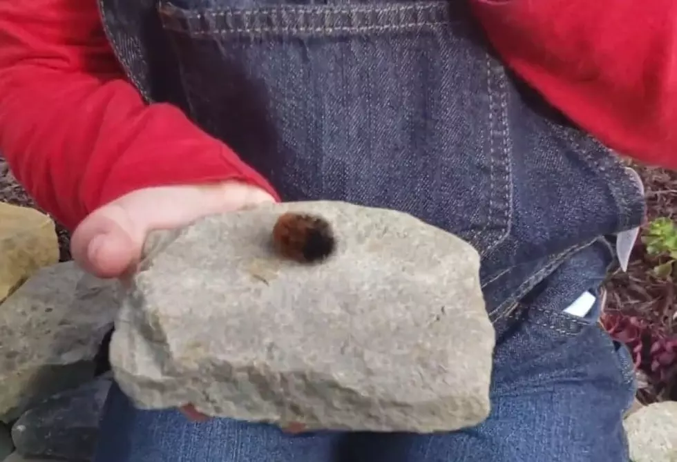 Can the Woolly Bear Caterpillar Predict the Winter Forecast?