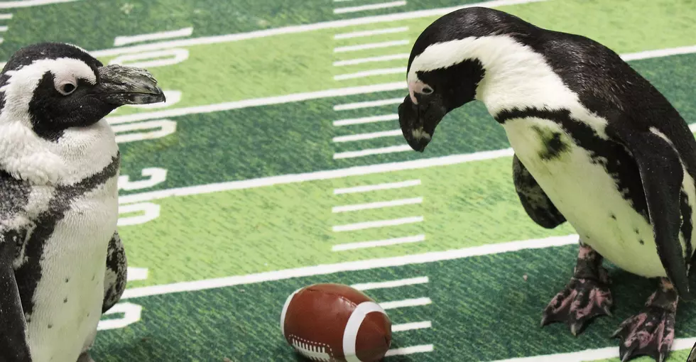 Forget The Super Bowl... It's The Penguin Bowl!