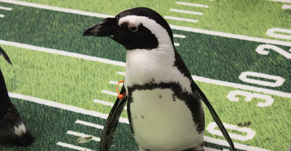 Penguin Bowl to Support Local Zoo's Conservation Efforts