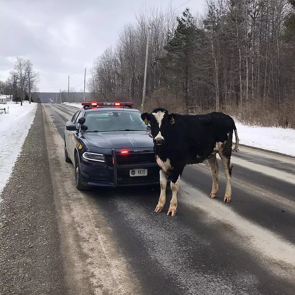 Stubborn Cow Won’t ‘Moo-ve’ Over for NYSP [PIC]
