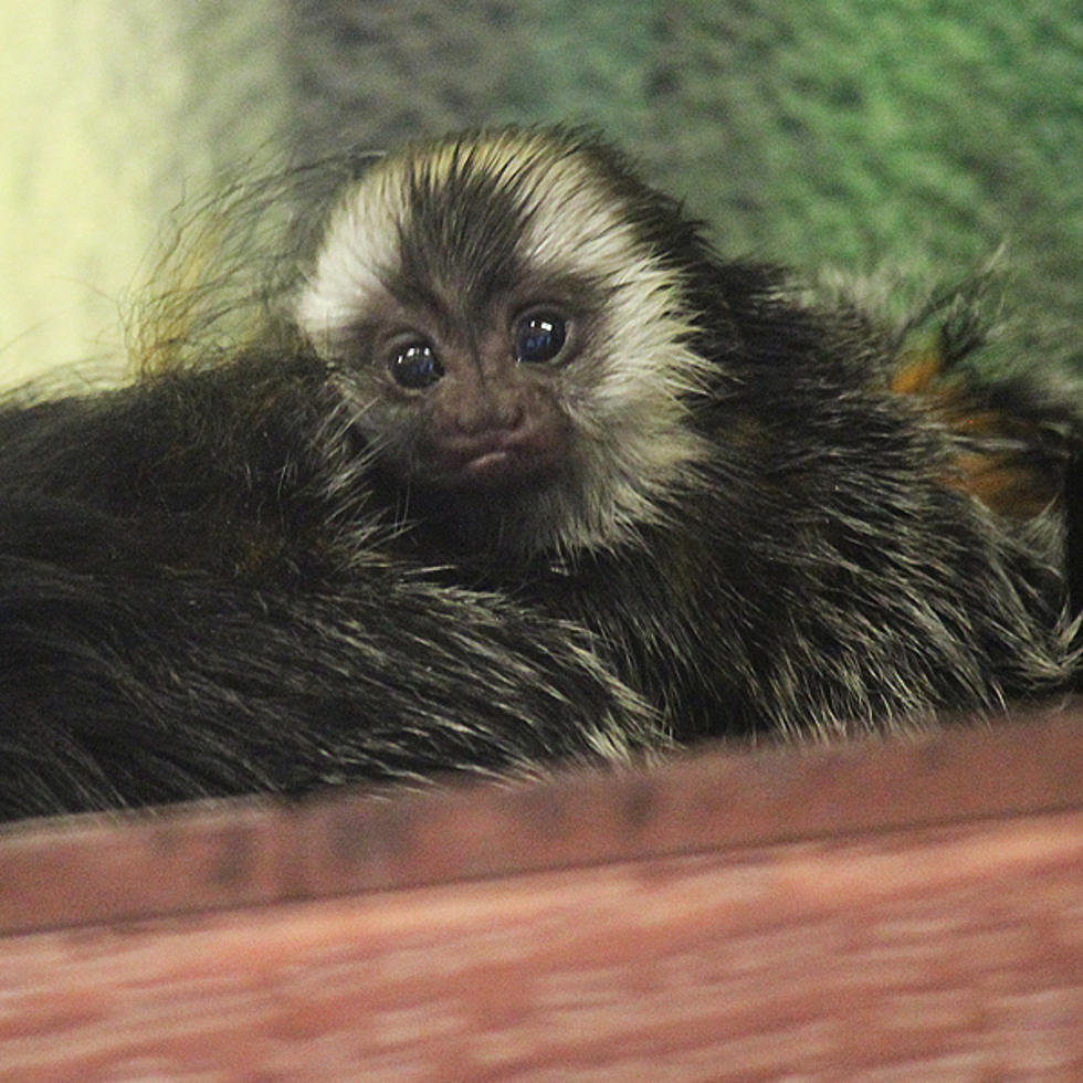 Ross Park Zoo Welcomes New Addition to the Family