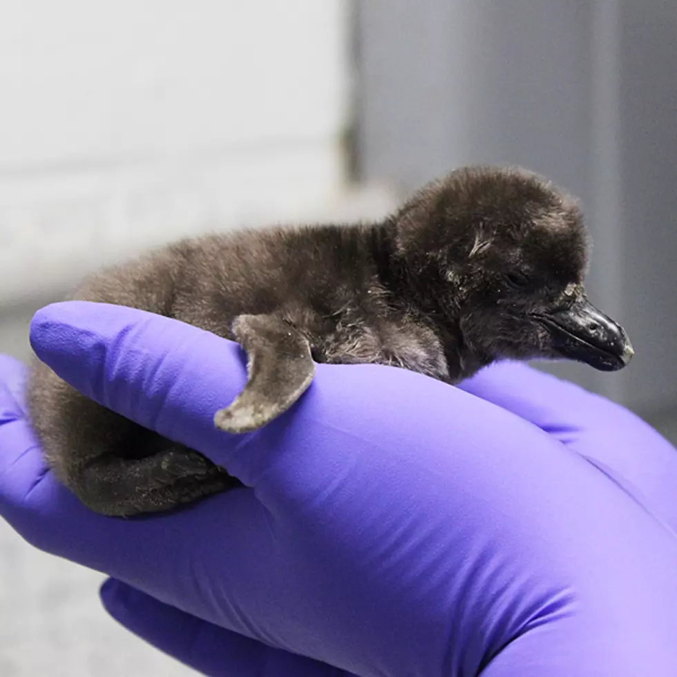 Fun Fact You Didn’t Know About Ross Park Zoo’s New Baby Penguin