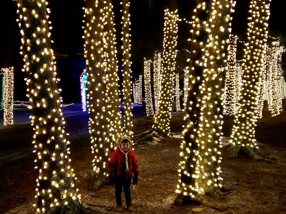This Forest of Lights Show Will Make You Feel Warm & Fuzzy Inside