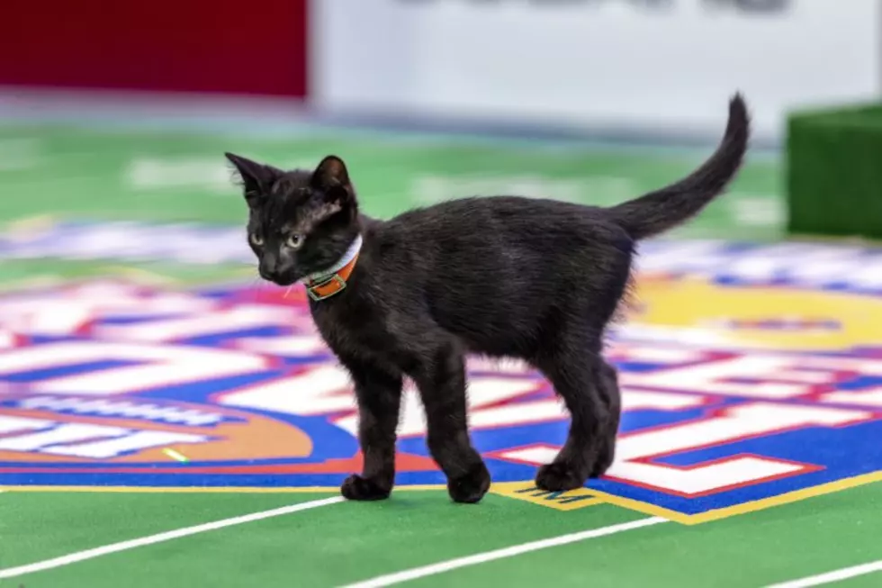This is Why You Need to See The Kitten Bowl & Puppy Bowl