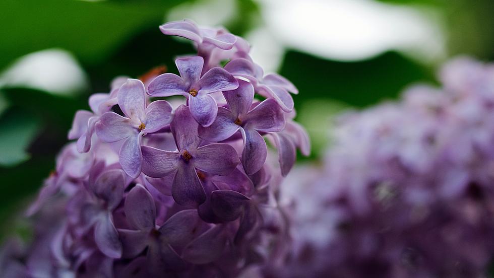 Rochester’s Lilac Festival Sounds Like a Lovely Road Trip