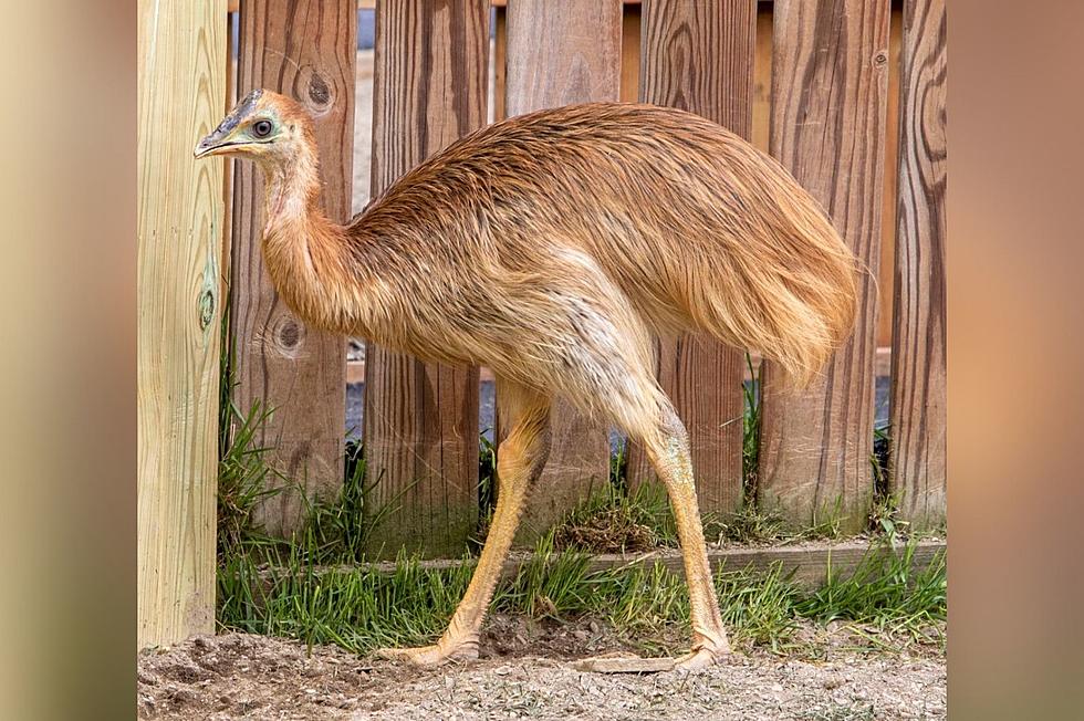 Animal Adventure Park Welcomes 'World's Most Dangerous Bird'