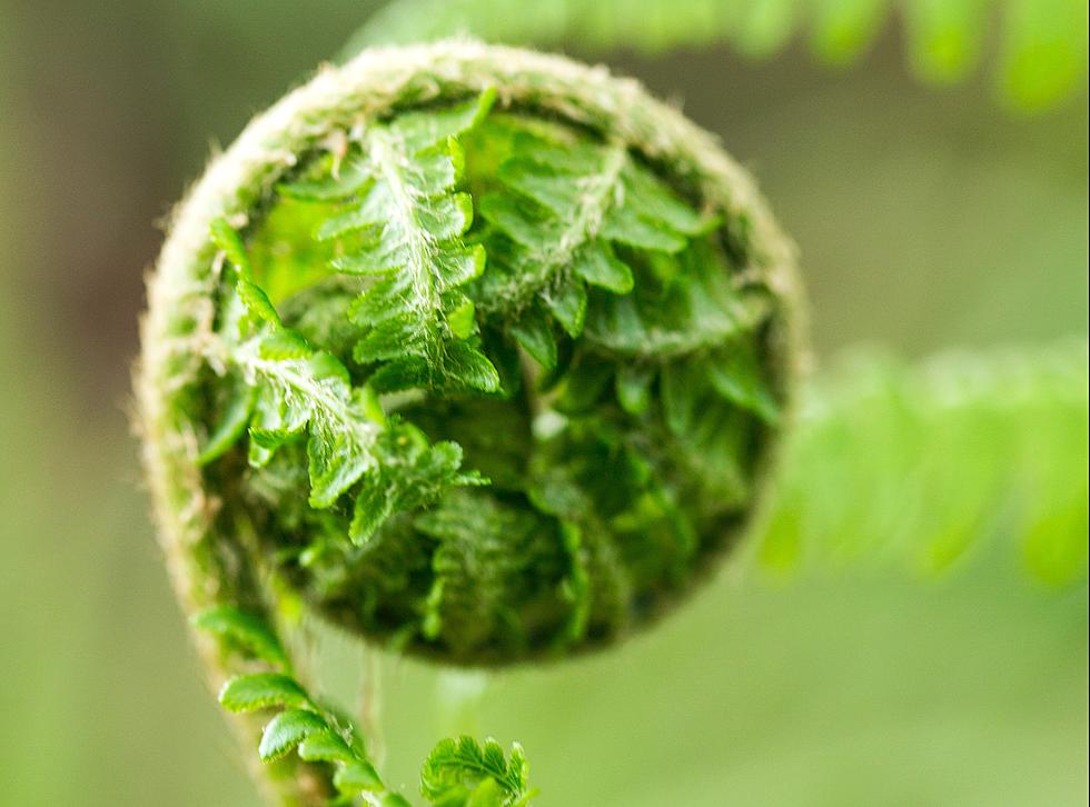 What Are Fiddleheads and Why Do People Rave About Them?