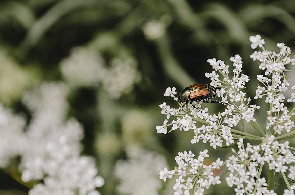 This Queen Anne’s Lace Look-Alike Is Actually a Deadly Poisonous Plant