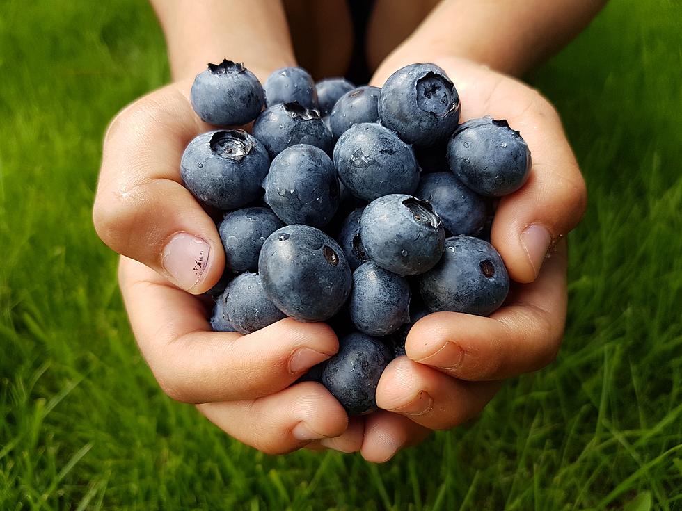 Do You Love Blueberries? Don't Miss This Free Event On Saturday