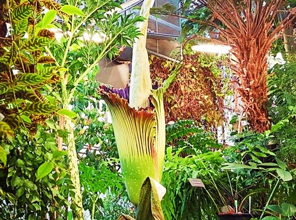 Watch As the Incredible (but Very Smelly) Corpse Flower Blooms at Binghamton University