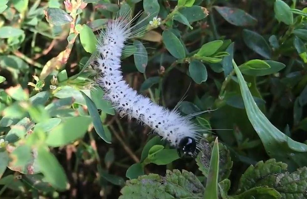 WARNING! Cute Caterpillar Is Actually Venomous & Inching Across New York