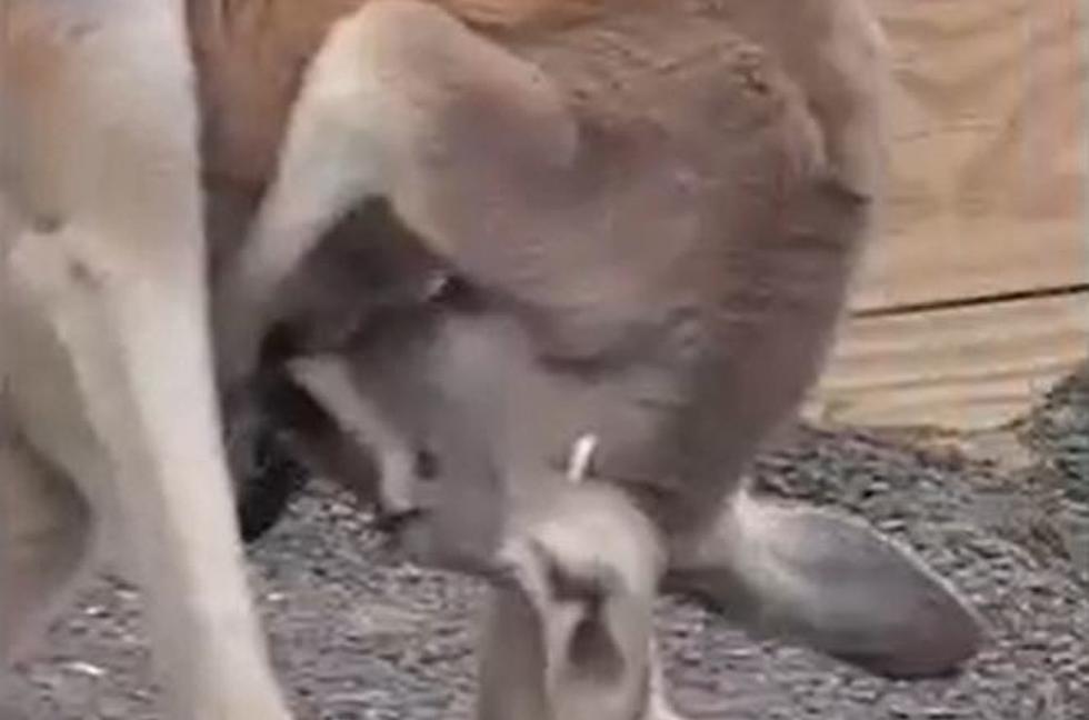 WATCH: Kangaroo Birth Gives Animal Adventure Fans A Surprise