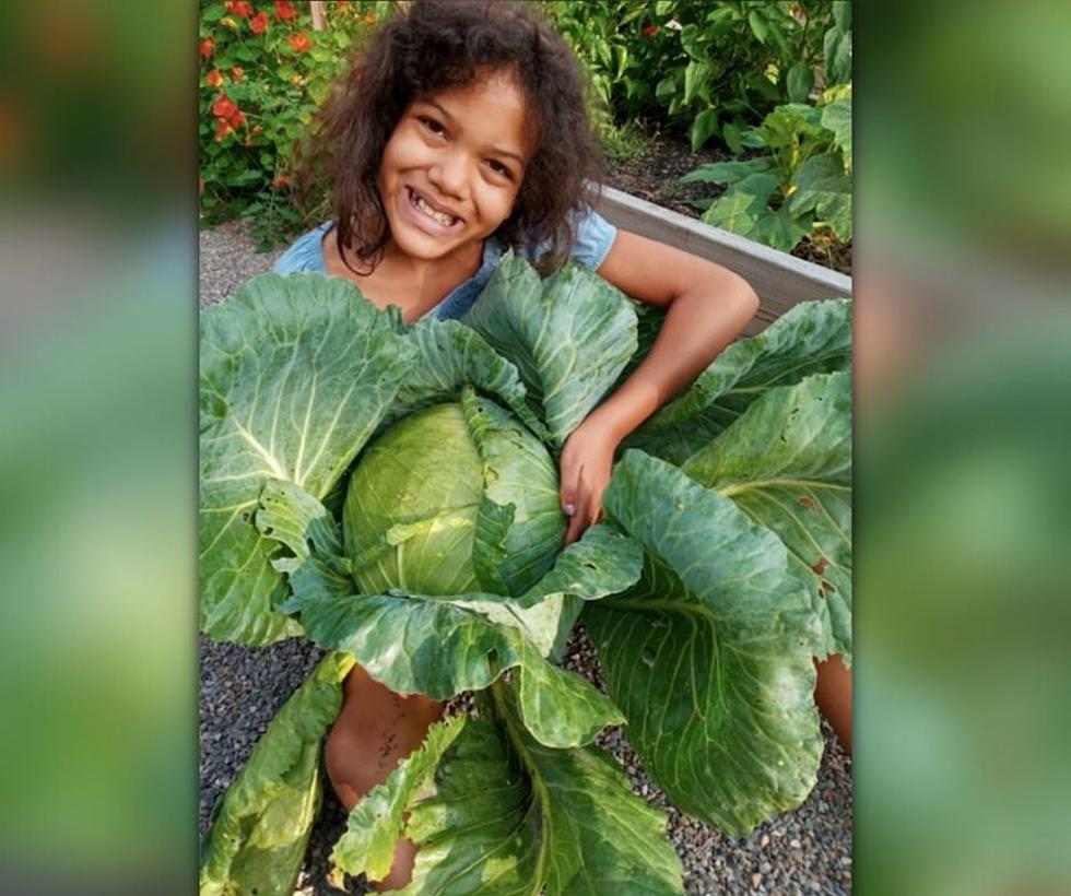 Binghamton Girl Wins $1,000 After Growing Colossal Cabbage