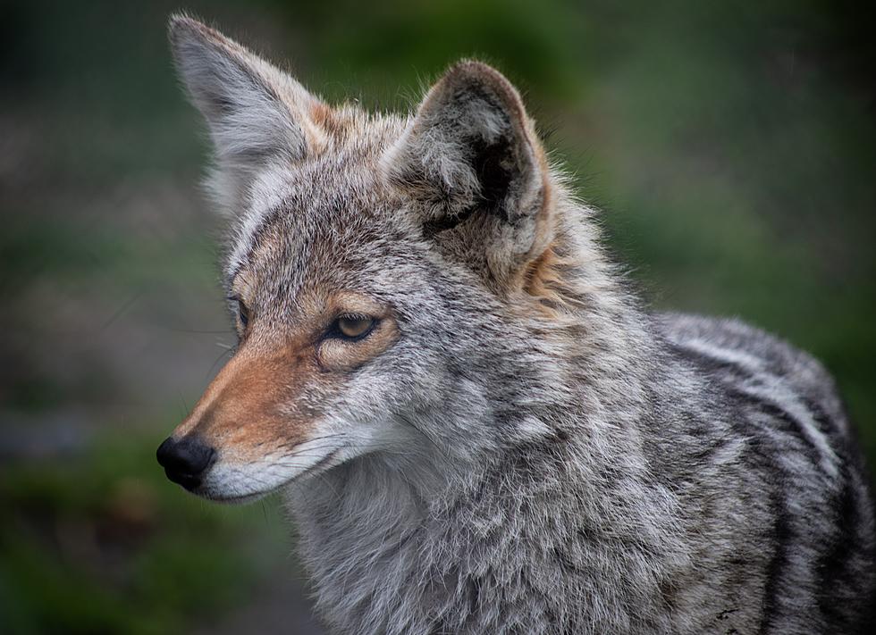 Why Coyotes Are New York’s Most Misunderstood Creatures