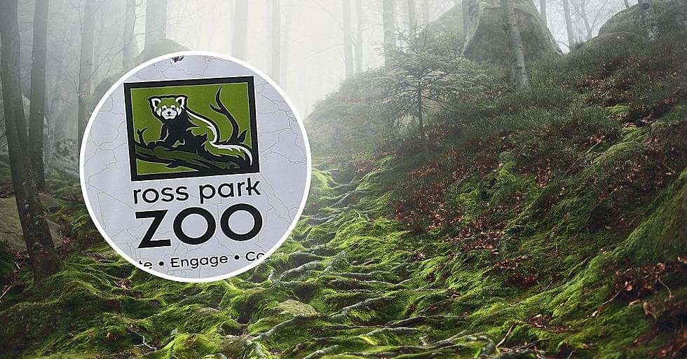 Enchanting! A Magical Forest Coming To Ross Park Zoo in Binghamto