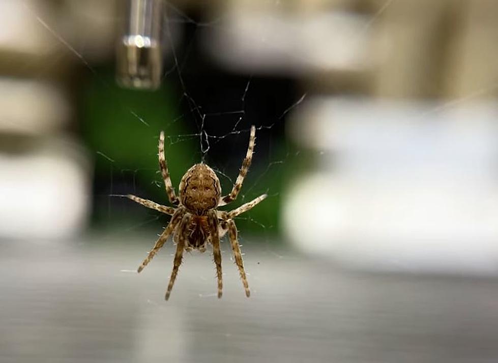 BU Researchers Discover Amazing Way Spiders “Hear” Without Ears