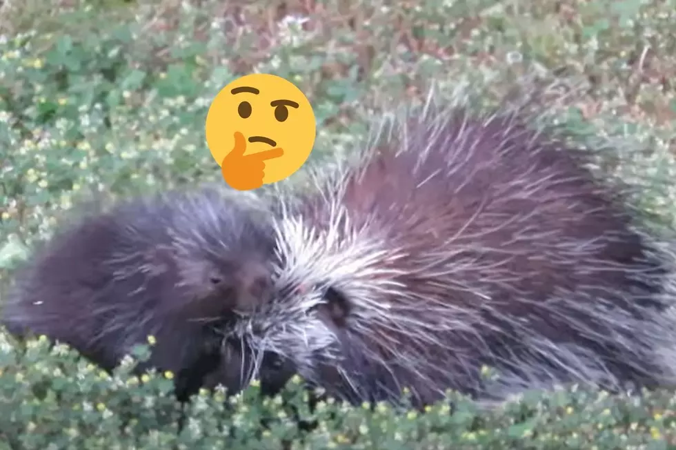 NY State DEC Answers Burning Question About Porcupine Babies