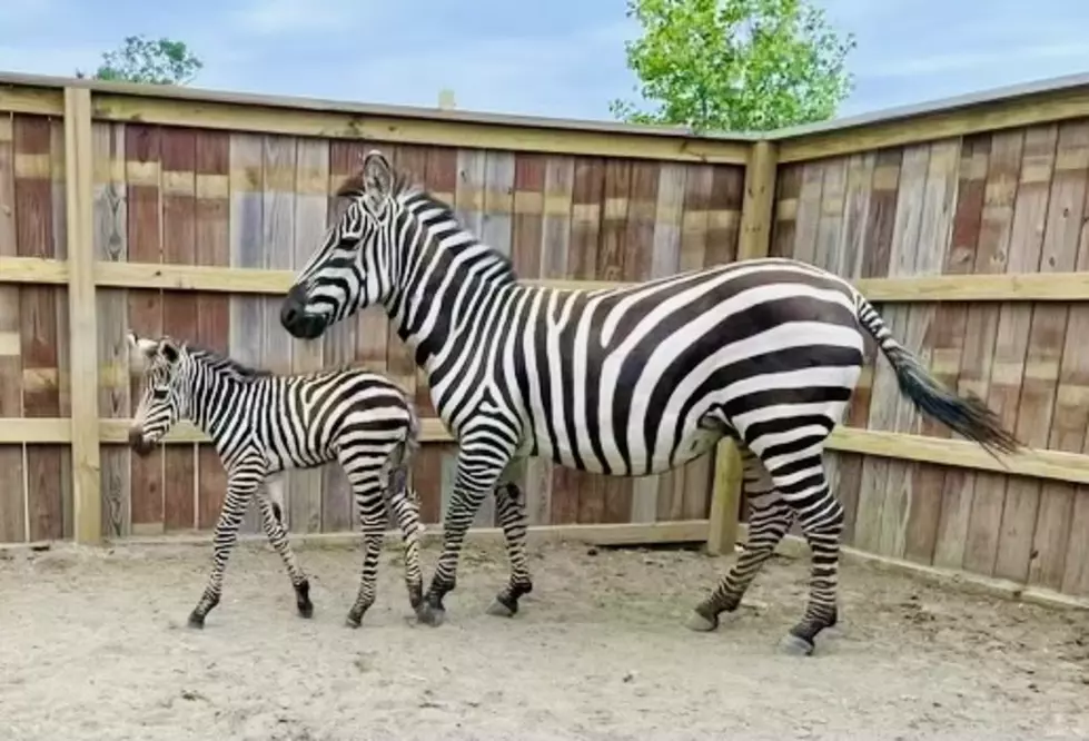 It's A Boy! Animal Adventure Park Welcomes It's Newest Addition