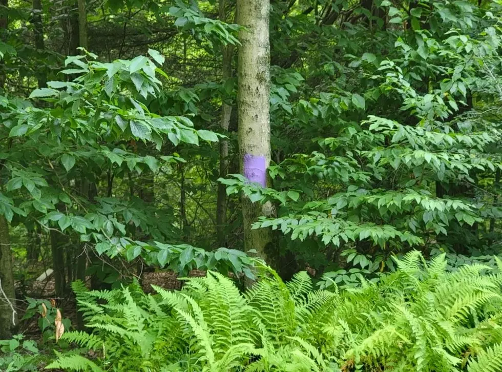 Why Are People in New York Painting Their Trees Purple and What Does It Mean?