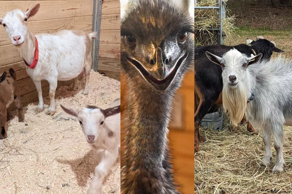 A Slew of Goats and an Emu Named Jerry Are in Need of Adoption
