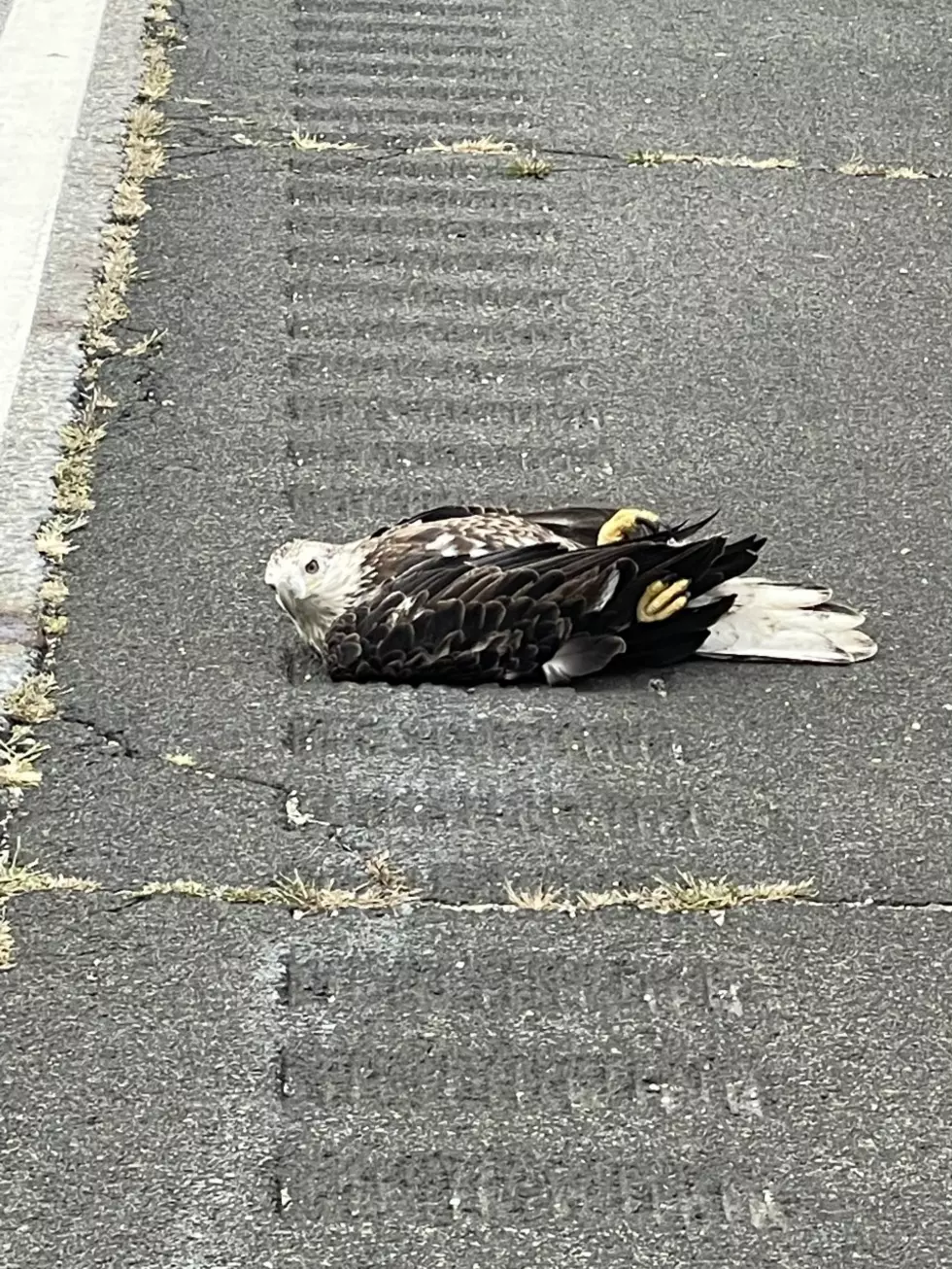 New York Police Officers Help Bald Eagle In Time Of Need