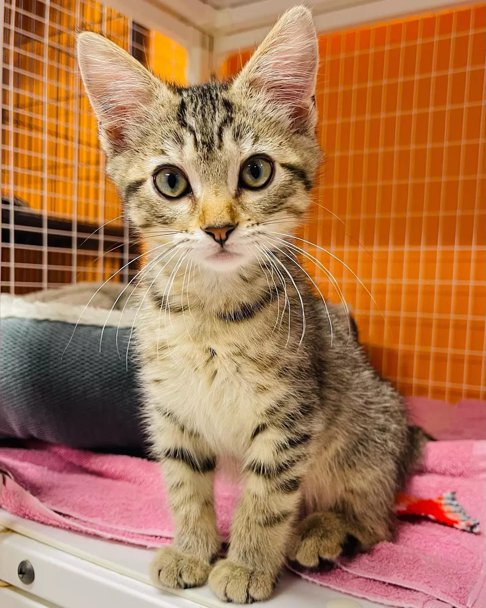 Meow! The Cats & Kittens Are Everywhere And Waiting For You At Reduced Adoption Prices