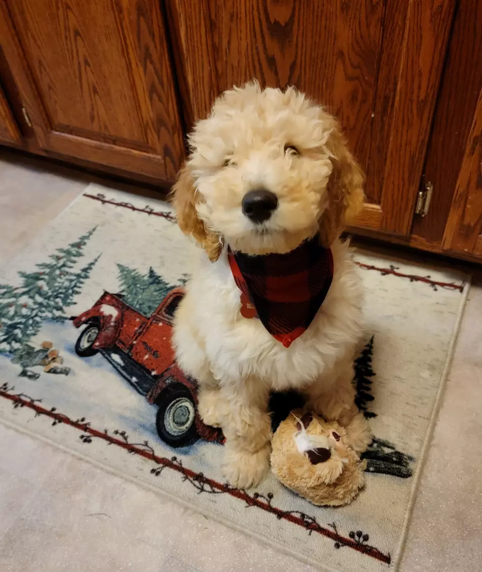 New Yorkers Warned To Watch for Christmas Puppy Scams