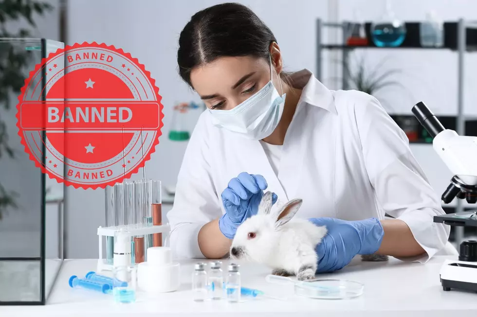 New York Bans the Sale of Cosmetics Tested on Animals