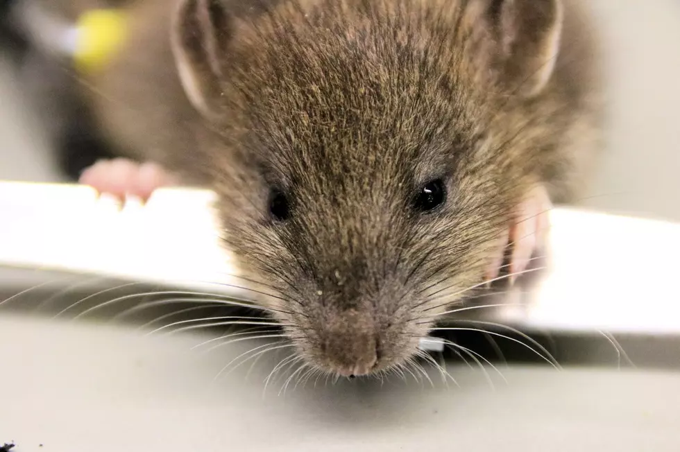 Oh, Joy - Rodents Predicted To Plague New York Homes