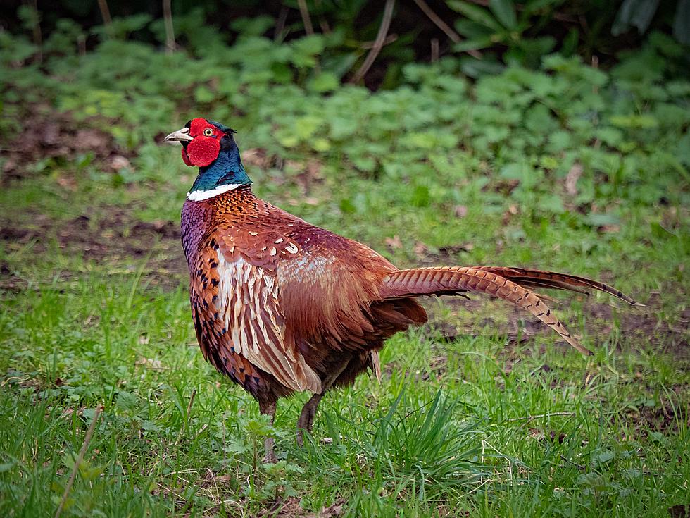 Bird Flu Outbreak at New York’s Sole Supplier of Pheasants