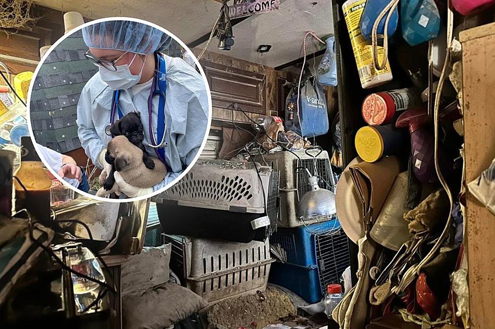 Over 70 Animals Rescued From Deplorable Upstate NY Home