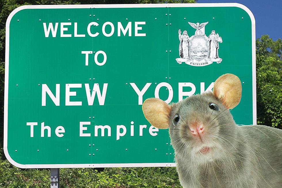 No Joke, New York Hires Its First Ever ‘Rat Czar’