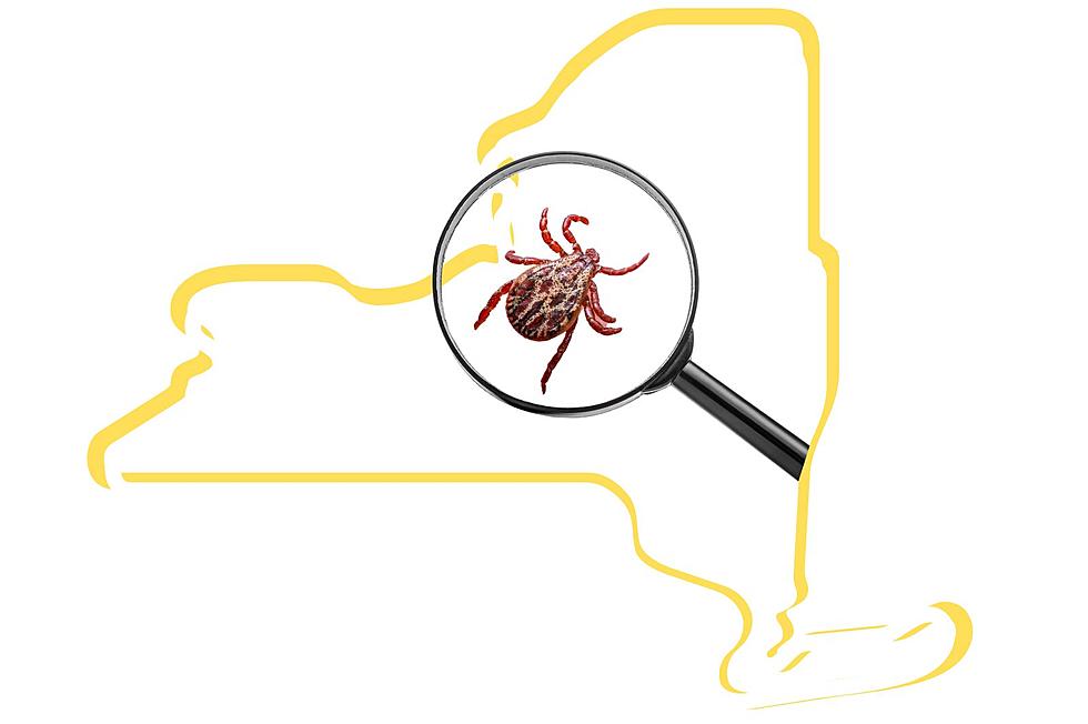 CDC Ranks New York State Second Worst for Tick-Borne Diseases