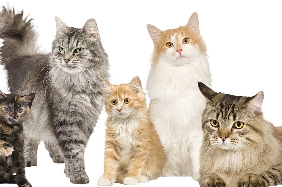Feline Fun: International Cat Show Makes Its Way to SUNY Broome