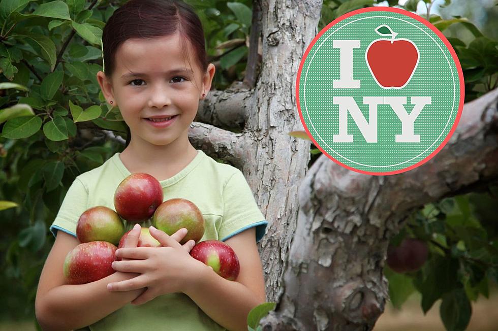10 Orchards for Pick-Your-Own Apples in Upstate New York