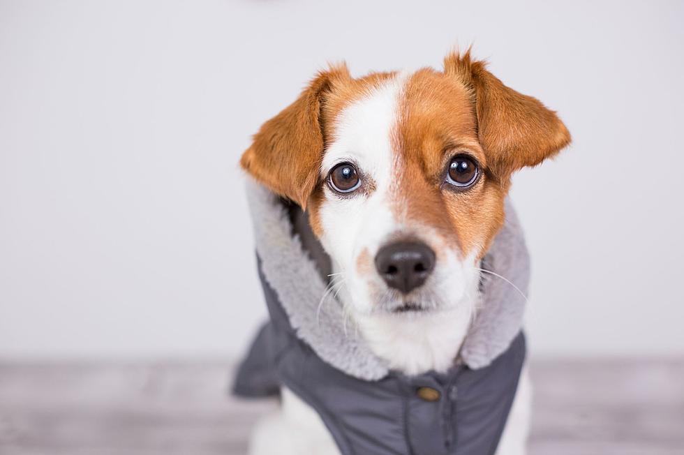 How to Keep Your Pooch Cozy During Winter in New York