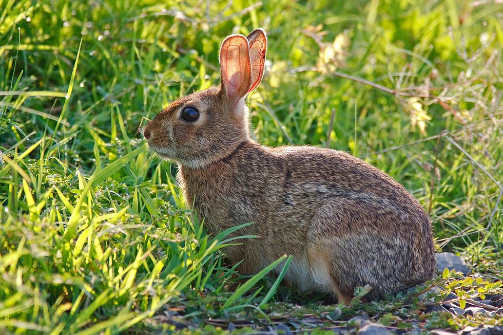 Get To Know New York’s Wild Rabbits
