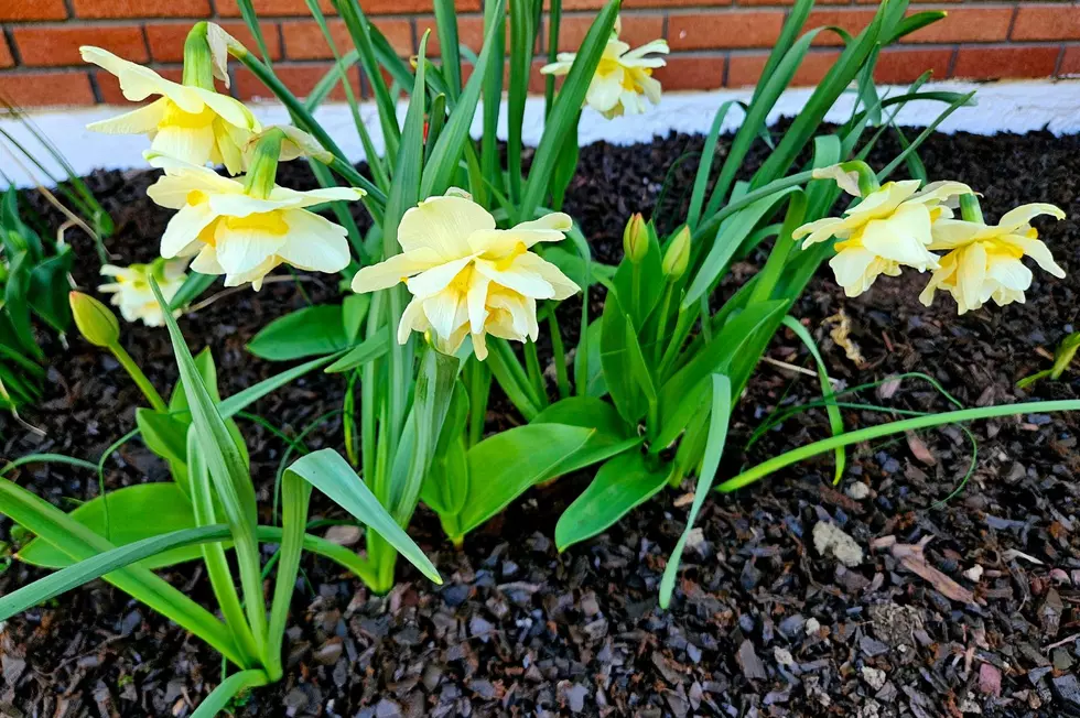 How to Keep Your Daffodils Blooming Bright Year After Year