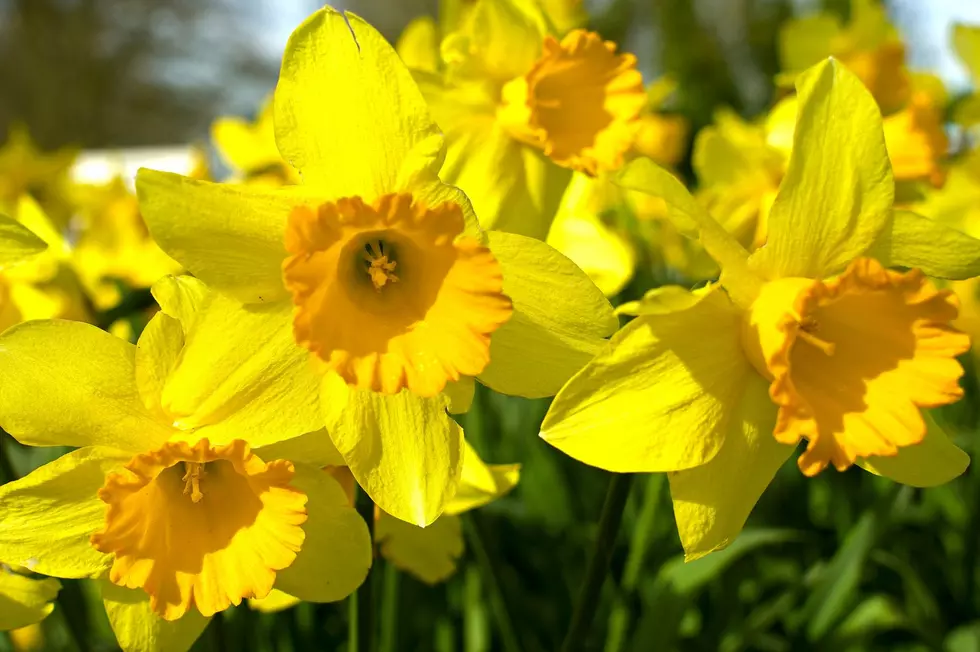 Experience Spring’s Beauty At Candor’s 6th Annual Daffodil Celebration