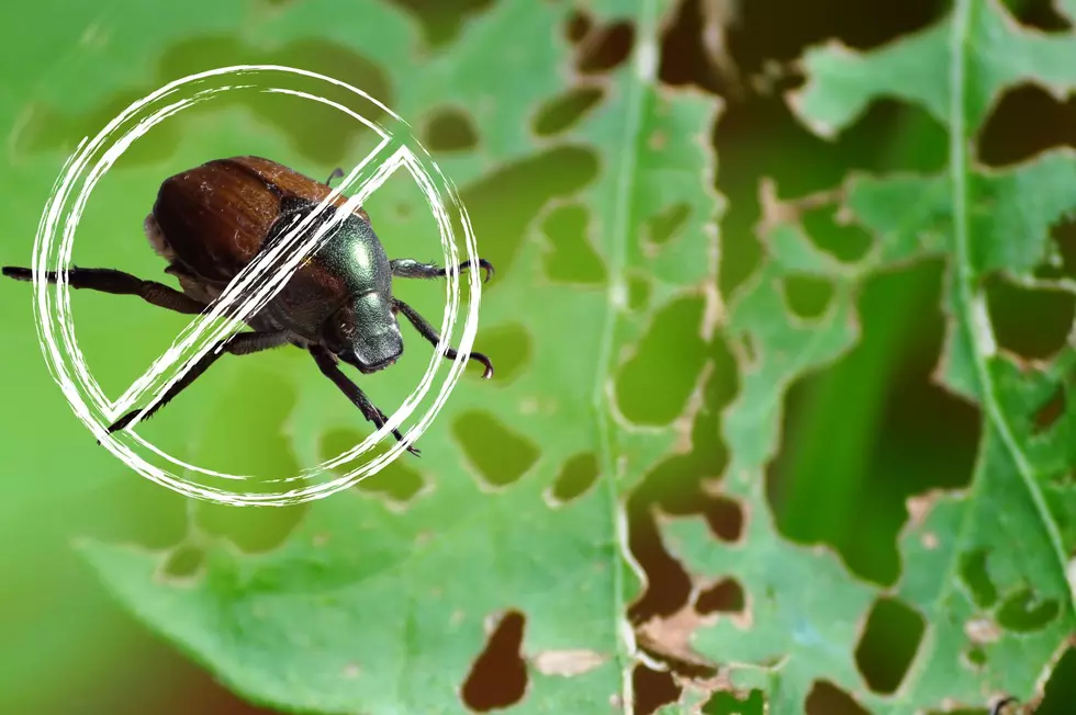 Understanding the Threat: Japanese Beetles in New York Gardens