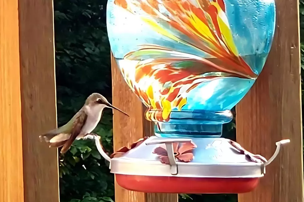 Tips for Creating a Hummingbird-Friendly Garden in New York