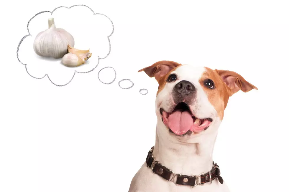 Garlic and Dogs: New Yorkers Want to Know Is It Safe or Toxic?