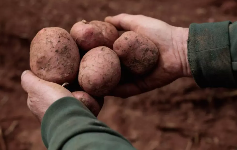 Tons of Potatoes Donated for Binghamton-Area Residents