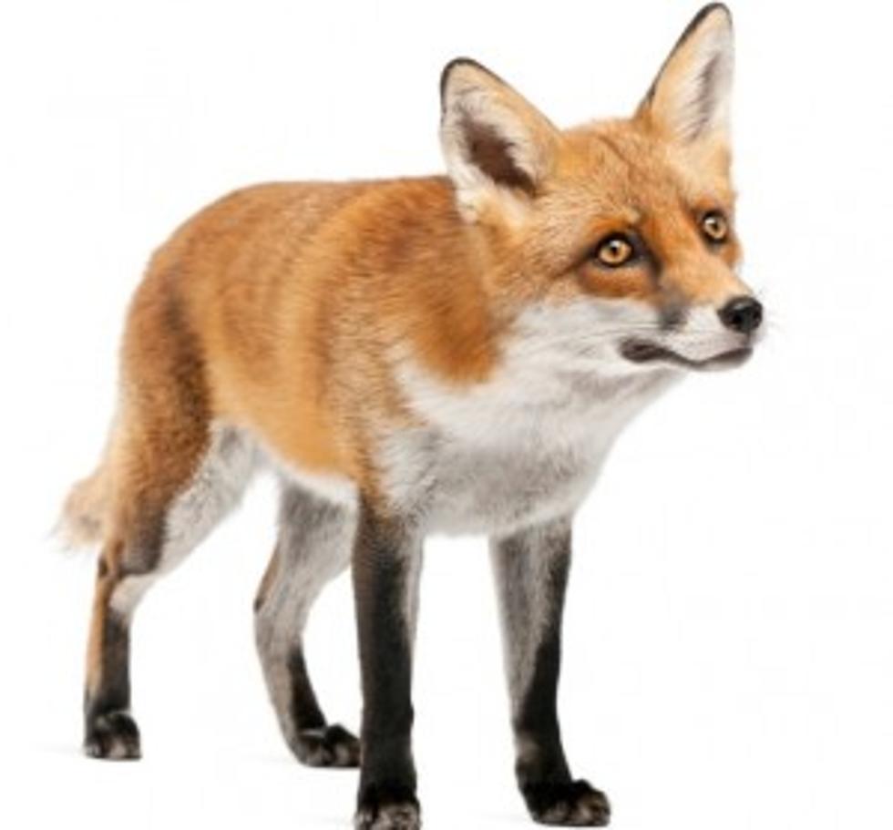 Fox Tested for Rabies in Endicott