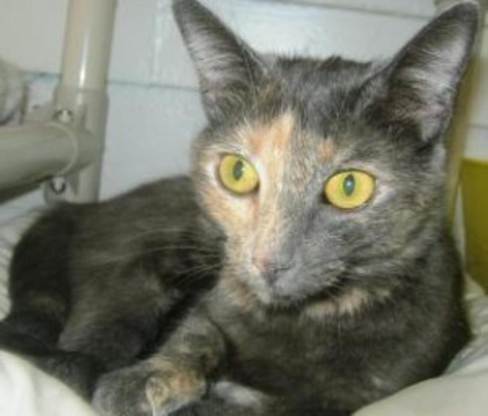 Binghamton 2011 Flood Cat Needs New Home