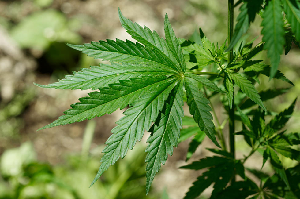Southern Tier Leaders Watch Progress of Legal Marijuana Bill