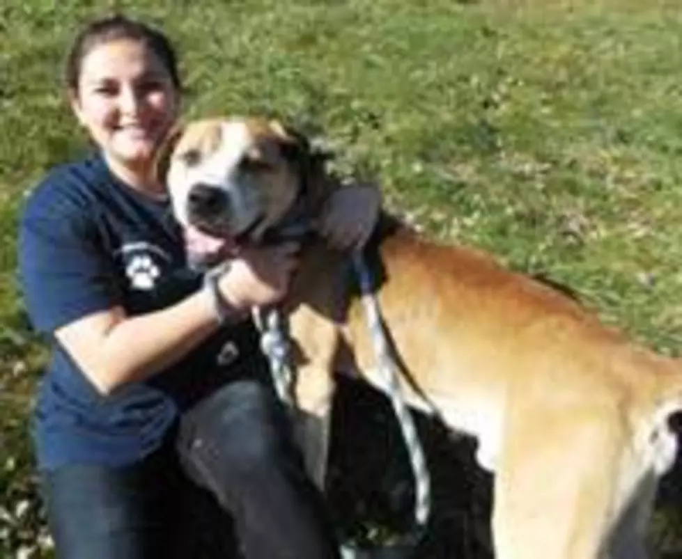 Binghamton Dog Survives Neglect &#038; Seeks Loving Home